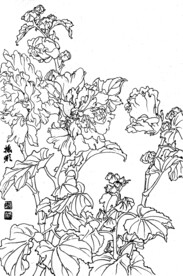 锦葵