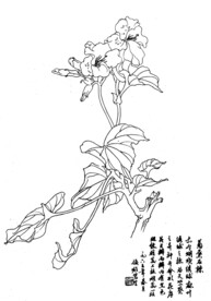 菊叶石辣