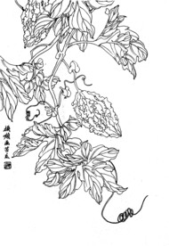 苦瓜