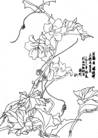 苦藤花