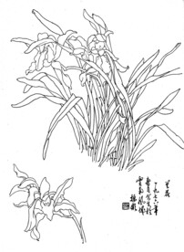 兰花
