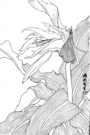 兰花2