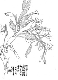 兰花3