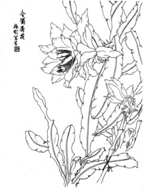 令箭荷花