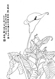 马蹄莲
