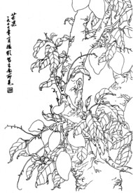 芒果