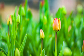 春天的郁金香