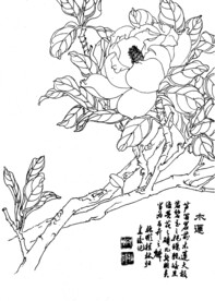 木莲