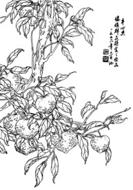牛心果