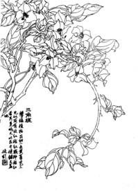 三角梅
