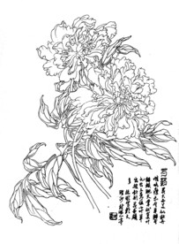 芍药