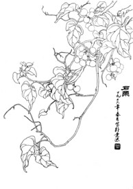 石栗