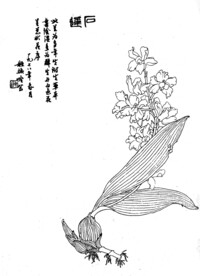 石莲