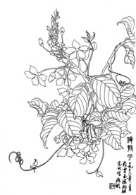 国画白描花卉