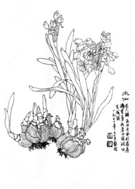 水仙