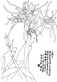 文殊兰