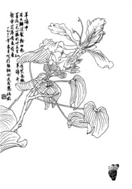 羊蹄甲