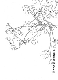 醡浆草