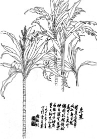 朱蕉