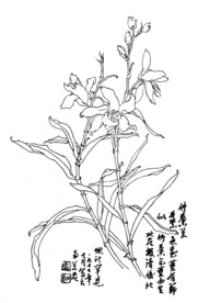 竹叶兰