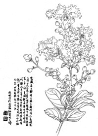 紫薇