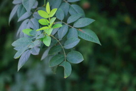 绿植绿叶植物 