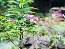 绿植绿叶植物 
