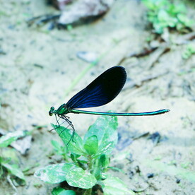 昆虫蜻蜓 