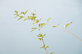 清新绿植植物 