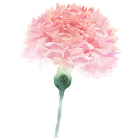 康乃謦 红色 花卉 植物 