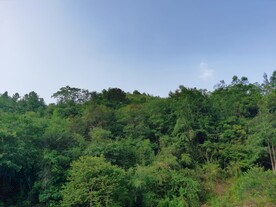 森林树林风光