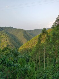 森林 树林