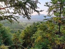 自然森林风景