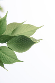 植物树叶春天绿叶逆光阳光