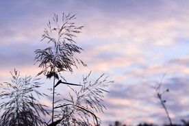 秋霞芦苇
