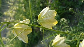 贝母花