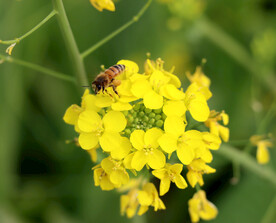 蜜蜂采油菜花