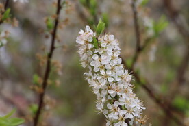 梅花特写