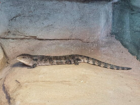 蓝舌石龙子爬行纲有鳞目蜥蜴