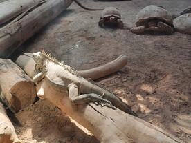 动物园爬虫馆刺尾鬣蜥