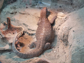 动物园爬虫馆平原巨蜥