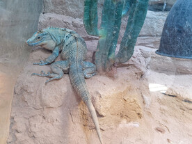 变色龙蜥蜴刺尾鬣蜥动物园