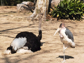 动物园鸵鸟
