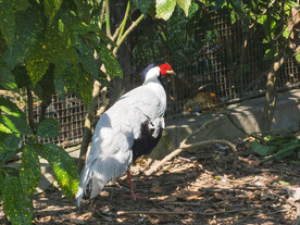 动物园鸟类白鹇