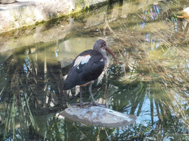 动物园水鸟和乌龟