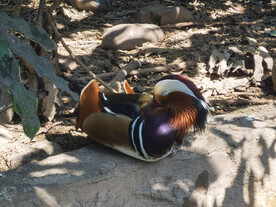 动物园睡觉的鸳鸯