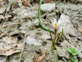 春天花开老鸦瓣百合科