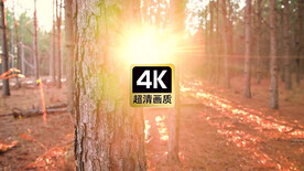 唯美日光穿过树林美景