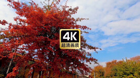 唯美风中的摇摆的枫树