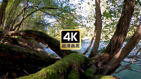 唯美丛林河流风景